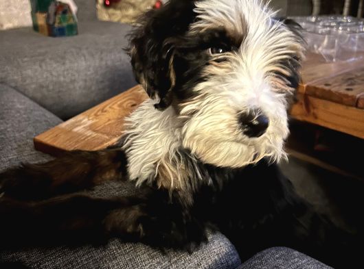 Bernedoodle görsel