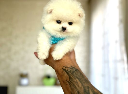 Teacup Ayicik görsel