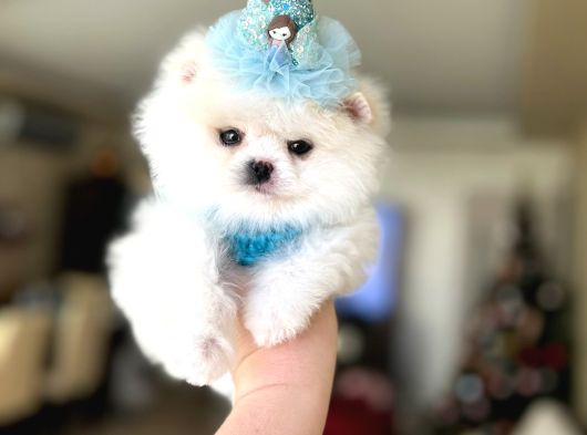 Teacup Ayicik görsel
