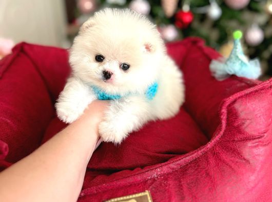 Teacup Ayicik görsel