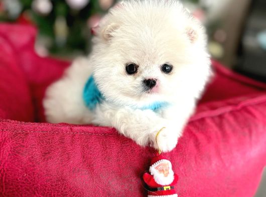 Teacup Ayicik