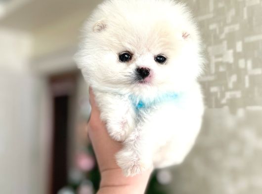 Teacup Ayicik görsel