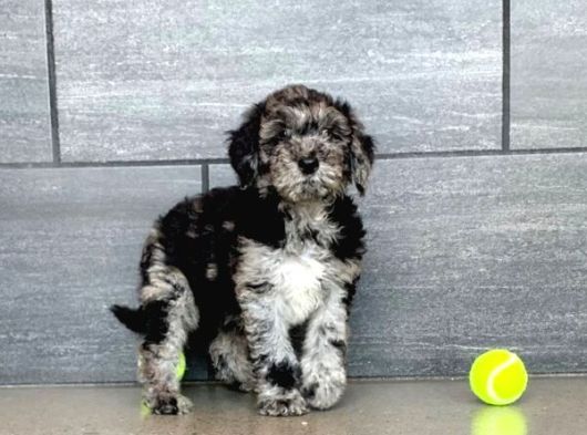 En Özel Renk Blue Merle Doodle Yavrular görsel