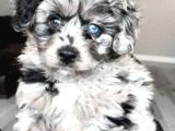 En Özel Renk Blue Merle Doodle Yavrular