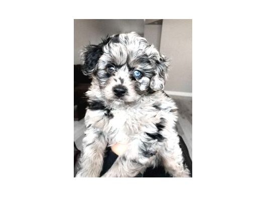 En Özel Renk Blue Merle Doodle Yavrular görsel
