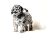 EN ÖZEL RENK BLUE MERLE DOODLE YAVRULAR