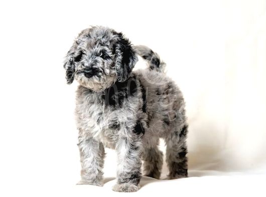 En Özel Renk Blue Merle Doodle Yavrular