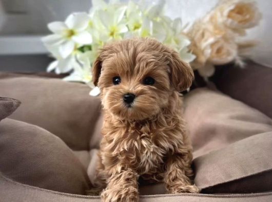 Türki̇ye Nin En İyi̇ Malti̇poo Yavrulari görsel