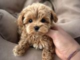 Türki̇ye Nin En İyi̇ Malti̇poo Yavrulari