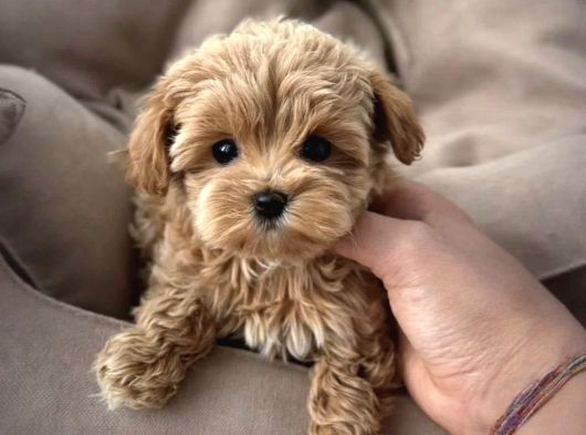 TÜRKİYE NIN EN İYİ MALTİPOO YAVRULARI
