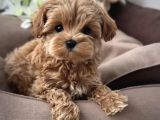 Türki̇ye Nin En İyi̇ Malti̇poo Yavrulari