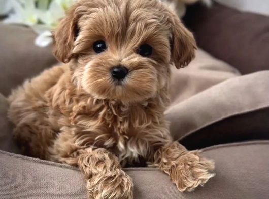 Türki̇ye Nin En İyi̇ Malti̇poo Yavrulari görsel