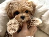 Türki̇ye Nin En İyi̇ Malti̇poo Yavrulari
