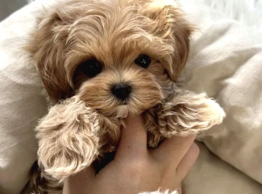 Türki̇ye Nin En İyi̇ Malti̇poo Yavrulari görsel