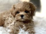 Türki̇ye Nin En İyi̇ Malti̇poo Yavrulari