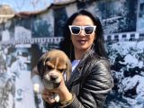 Beagle Yavrularım Sağlık Ve Irk Garantilidir