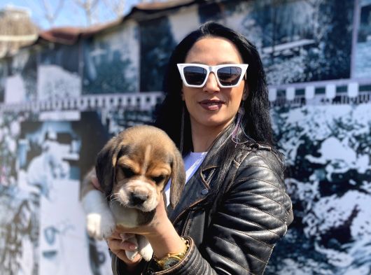 Beagle Yavrularım Sağlık Ve Irk Garantilidir görsel