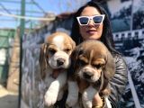 Beagle yavrularım sağlık ve ırk garantilidir