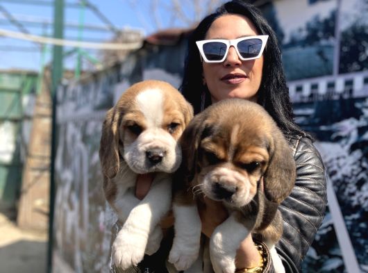 Beagle Yavrularım Sağlık Ve Irk Garantilidir