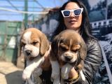 Beagle Yavrularım Sağlık Ve Irk Garantilidir