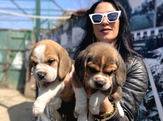 Beagle Yavrularım Sağlık Ve Irk Garantilidir görsel