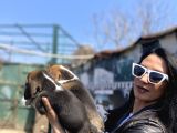 Beagle Yavrularım Sağlık Ve Irk Garantilidir