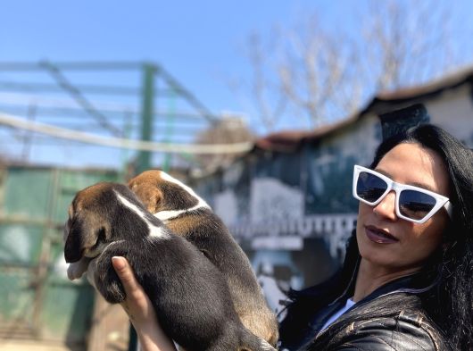 Beagle Yavrularım Sağlık Ve Irk Garantilidir görsel