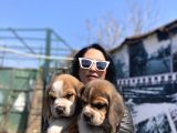 Beagle Yavrularım Sağlık Ve Irk Garantilidir