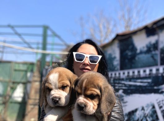 Beagle Yavrularım Sağlık Ve Irk Garantilidir görsel