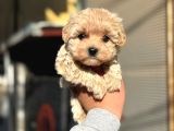 Minik Ve Şirin Teacup Maltipoo