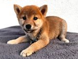 Shiba uni japon tcup