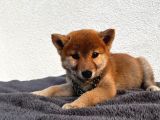 Shiba Uni Japon Tcup
