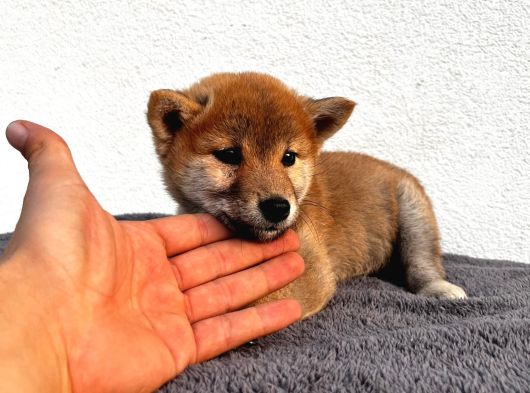Shiba Uni Japon Tcup görsel