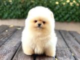 Pomeryanian Tcup Baby Yavrular