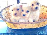 Kar Beyazı Maltese Terrier Bebeklerimiz