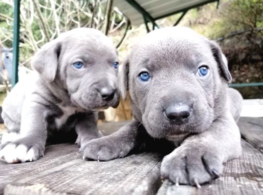 Dev Canecorso Yavrularimiz görsel