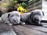 Dev Canecorso Yavrularimiz