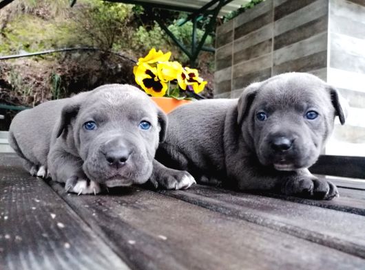 Dev Canecorso Yavrularimiz görsel