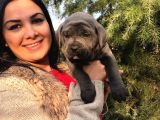 SAFKAN CANECORSO YAVRULARIMIZ
