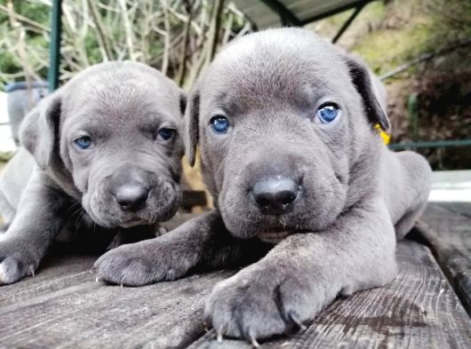 Dev Canecorso Yavrularimiz