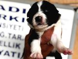 Safkan Bordercolli̇e Yavrularimiz