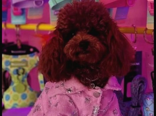 Toy Poodle Kore Kan Yavrular Türkiyenin En Güzelleri görsel