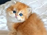 Anatomi̇ Hari̇kasi Golden Bri̇ti̇sh Bebekler