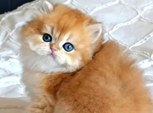 Anatomi̇ Hari̇kasi Golden Bri̇ti̇sh Bebekler görsel