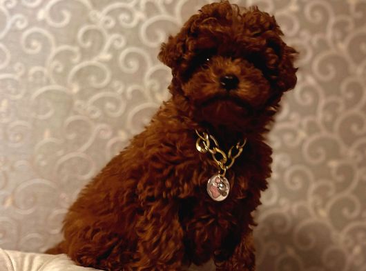 Toy Poodle Kore Kan Yavrular Türkiyenin En Güzelleri görsel