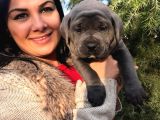 Safkan Canecorso Yavrularimiz