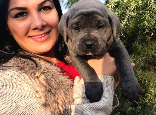 Safkan Canecorso Yavrularimiz görsel