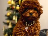 Toy poodle kore kan yavrular türkiyenin en güzelleri