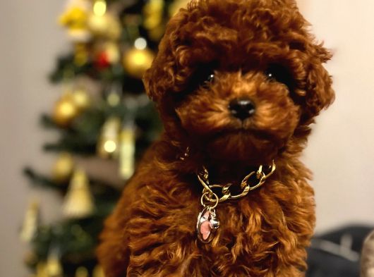 Toy Poodle Kore Kan Yavrular Türkiyenin En Güzelleri