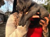 Safkan Canecorso Yavrularimiz